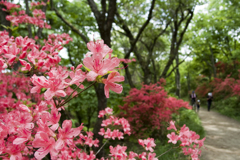 葛城山のツツジ