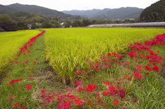 明日香村の曼珠沙華