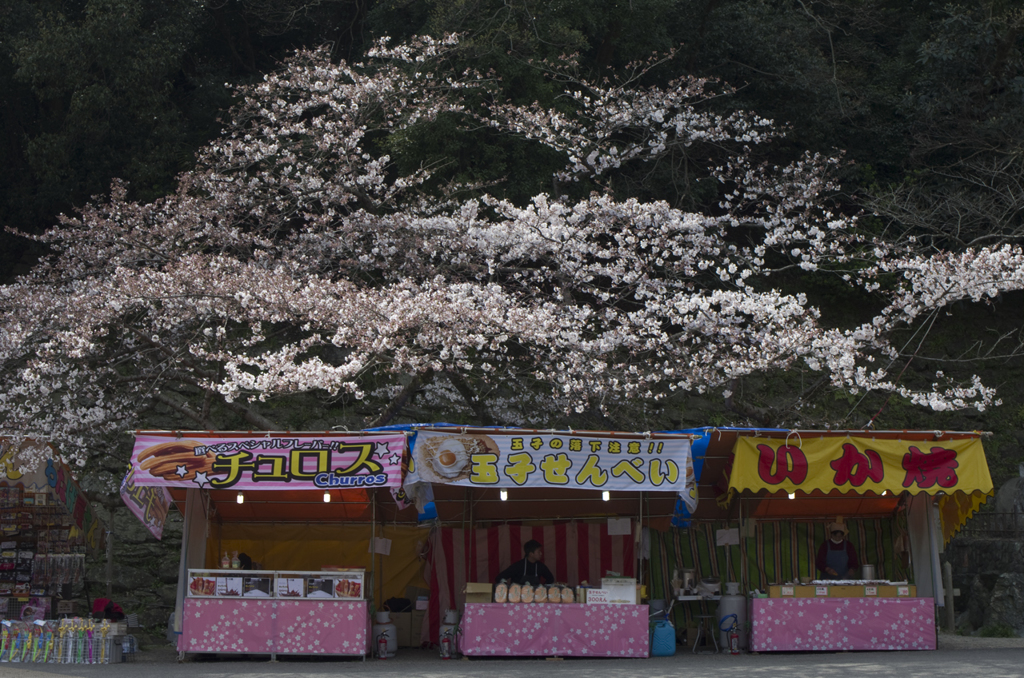 和歌山城の桜 #3