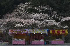和歌山城の桜 #3