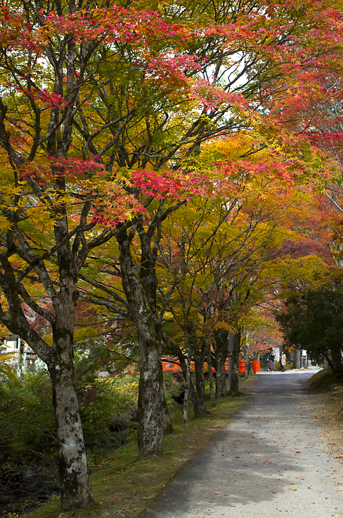 高野山の紅葉#6