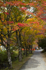 高野山の紅葉#6