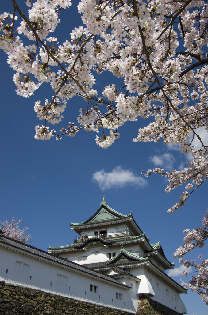 天守閣と桜