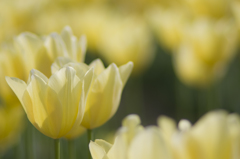 チューリップ #1