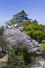 和歌山城の桜 #12