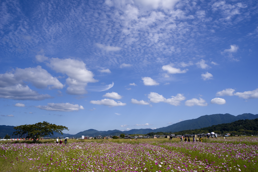 雲と秋桜