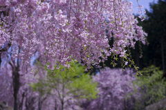 枝垂れ桜 #8