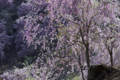 枝垂れ桜 #1
