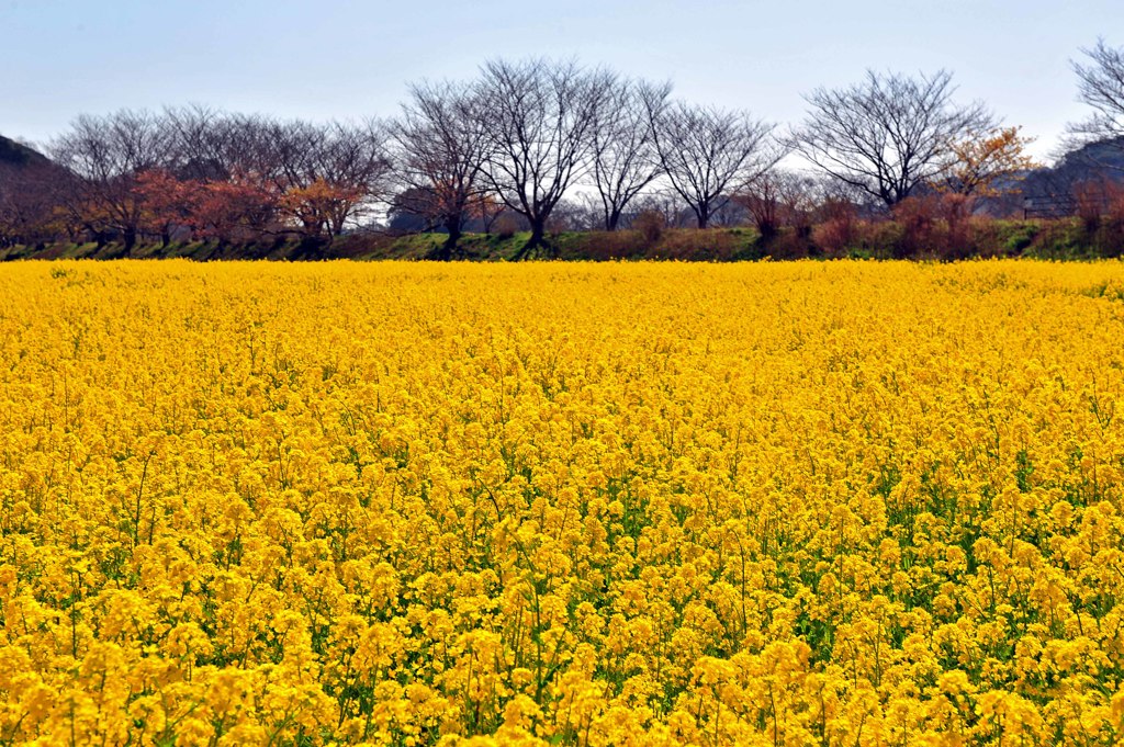 01一面菜の花