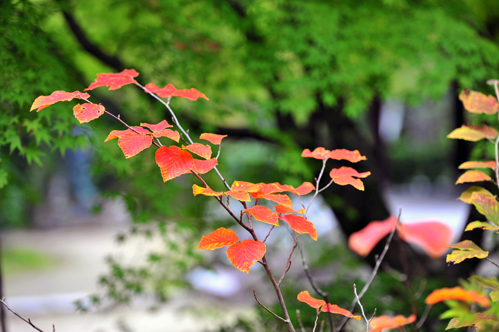 3053-02一休寺