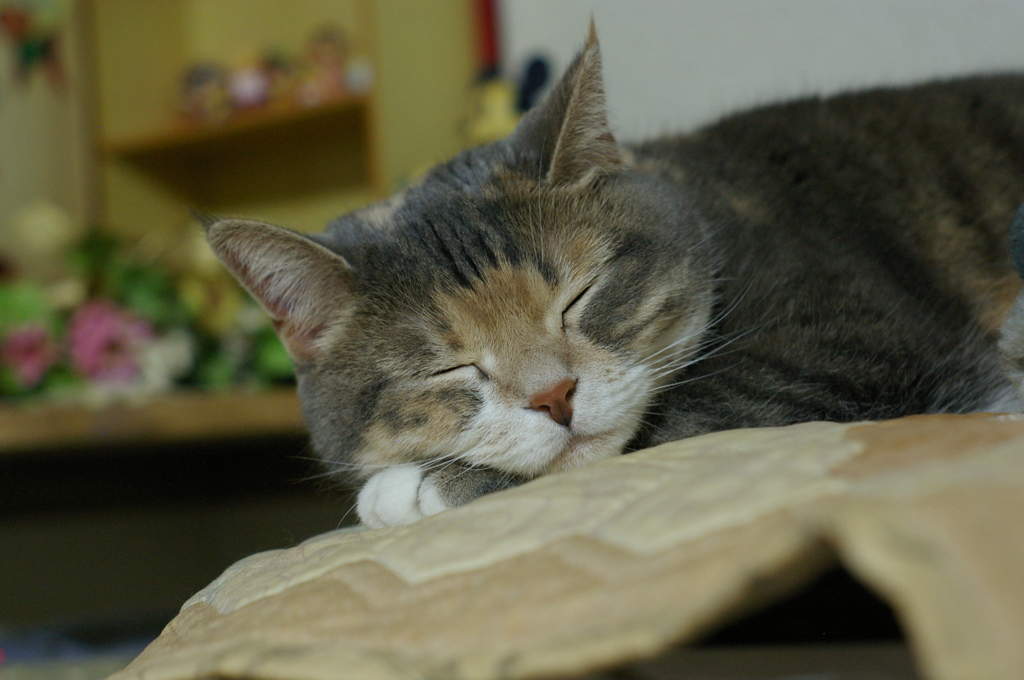 (つ∀-)ｵﾔｽﾐｰ