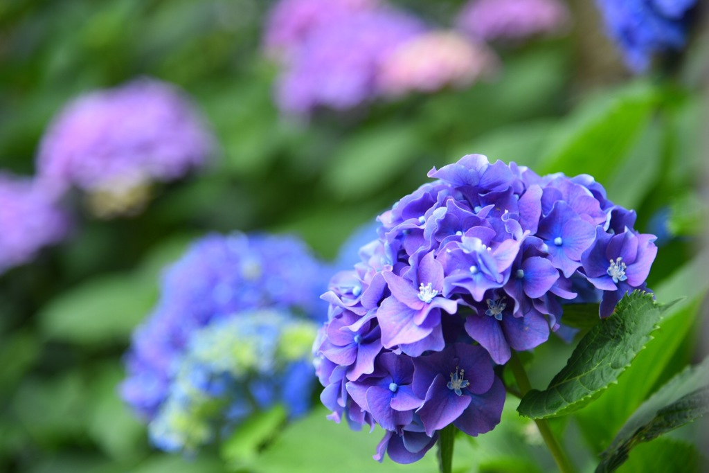 紫陽花な季節