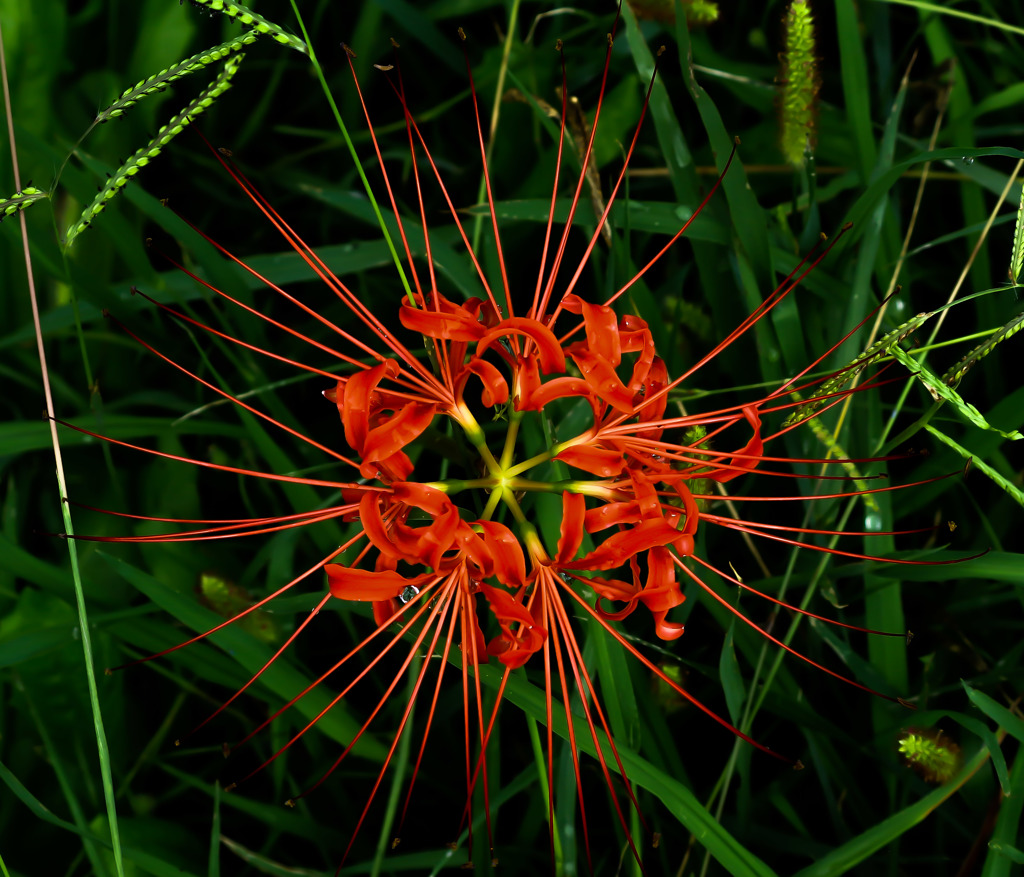 Red Spider Lily