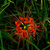 Red Spider Lily