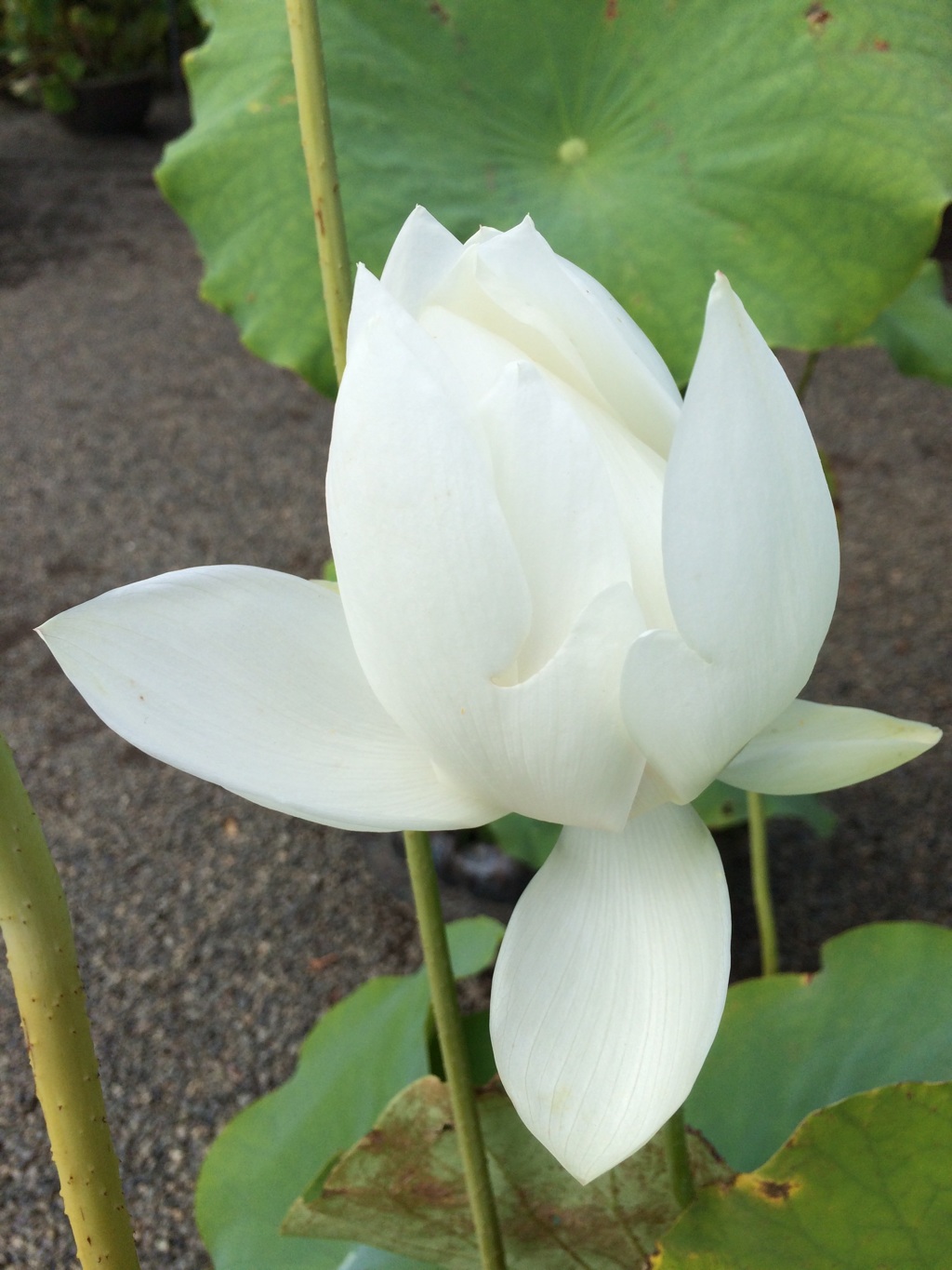 睡蓮
