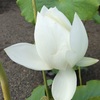 睡蓮