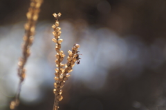 もう一つの花