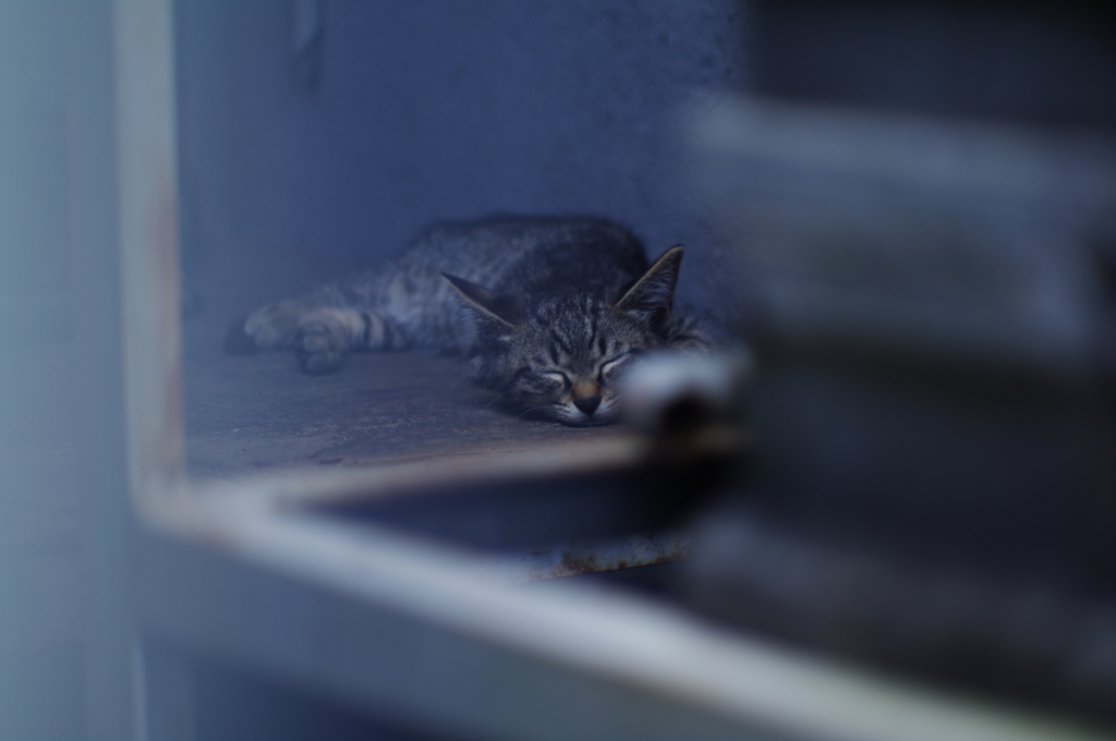 cat_56 お昼寝