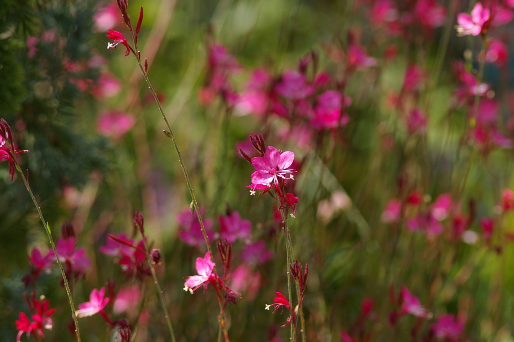 ピンクの花