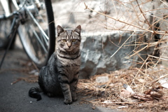 cat_245　モデル座り?