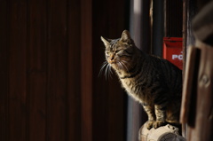 cat_160　郵便屋さんはまだかにゃ