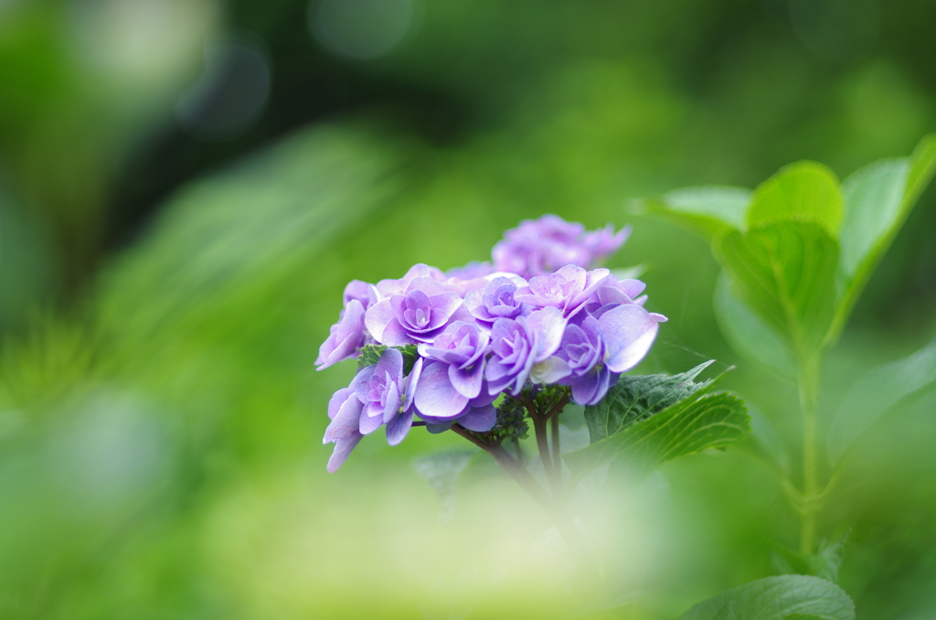 紫陽花_24
