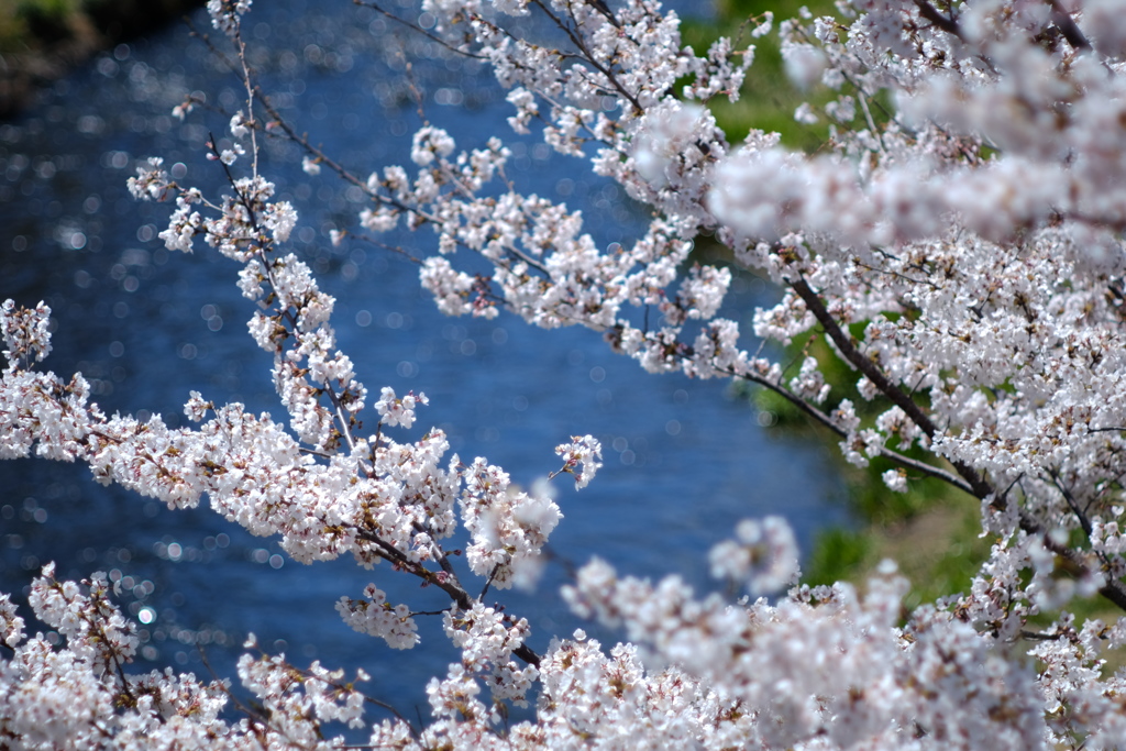 桜咲く_11