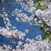 桜咲く_11