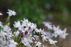 Spring starflower