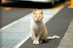 cat_261　またね…