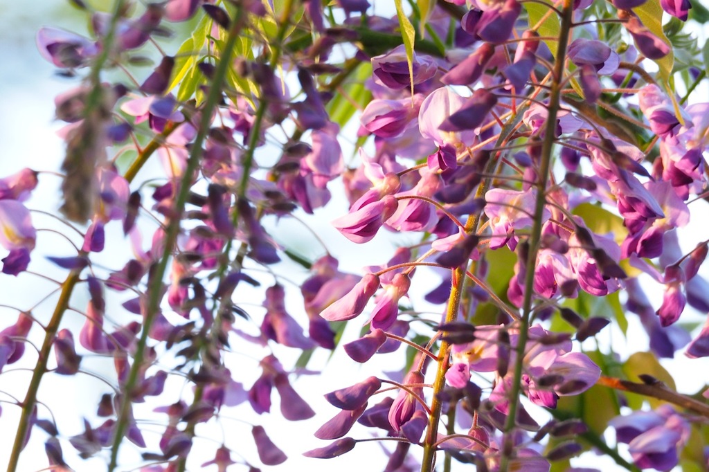 夕日を浴びて_藤