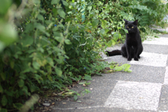 cat_367　路地裏にて