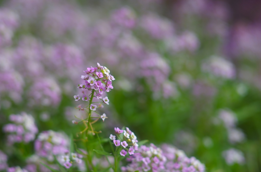 秋のスイートアリッサム