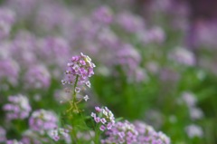 秋のスイートアリッサム