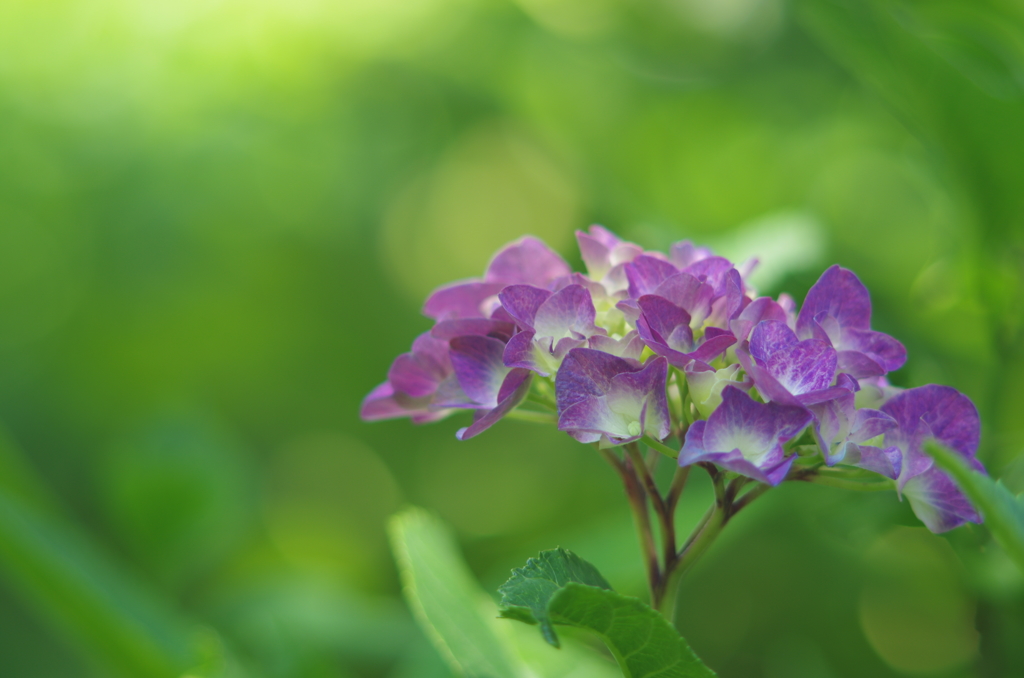 紫陽花_7
