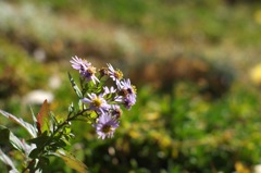 野紺菊50_1