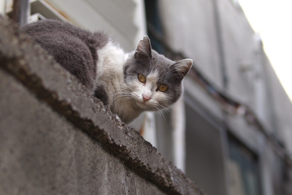 cat_528　グレちゃんと呼んでいます。