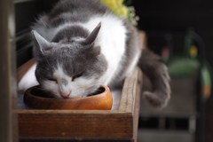 cat_31