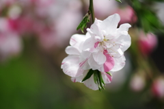 花桃