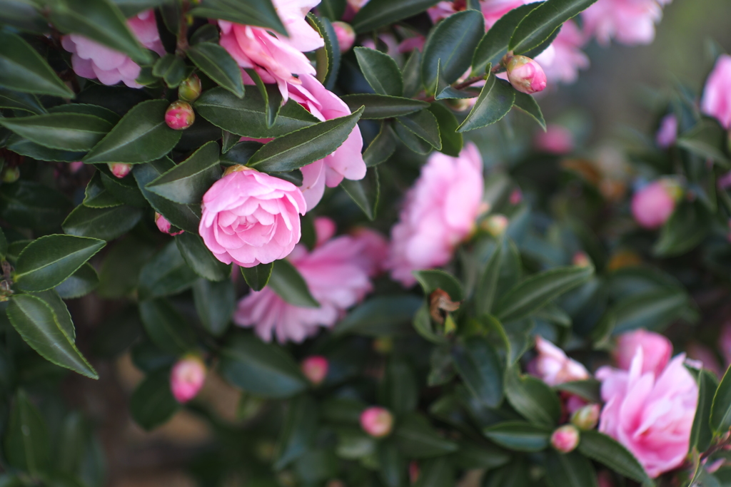 山茶花