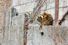 cat_239