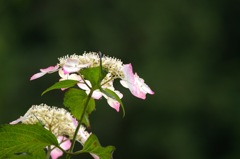 初夏_紫陽花2