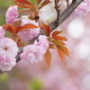 桜咲く_15