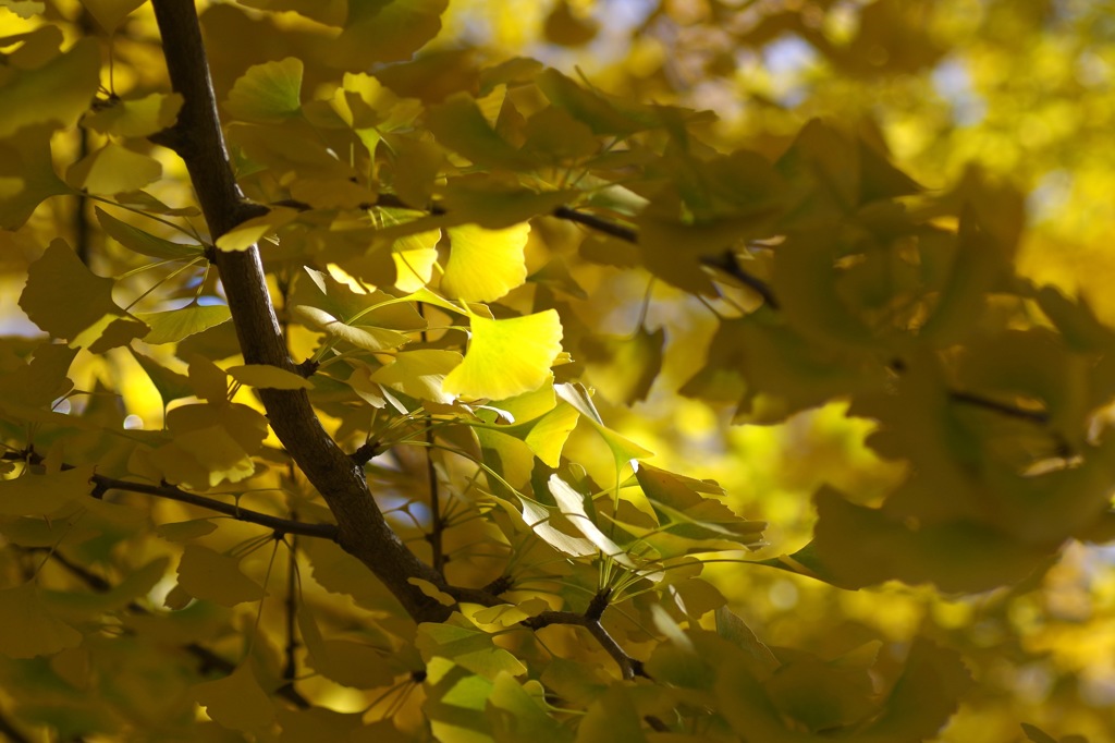 黄葉_銀杏_8