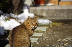 猫_2