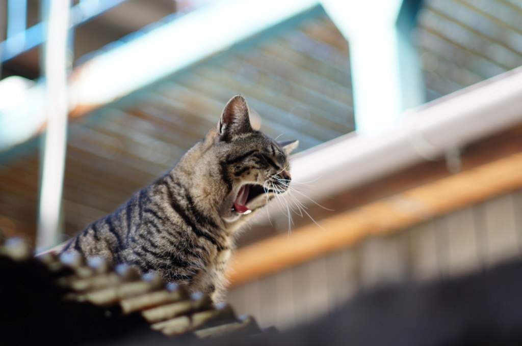 cat_210　ふぁあ〜