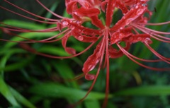 彼岸花_3