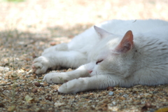 cat_42  ぐでーん…