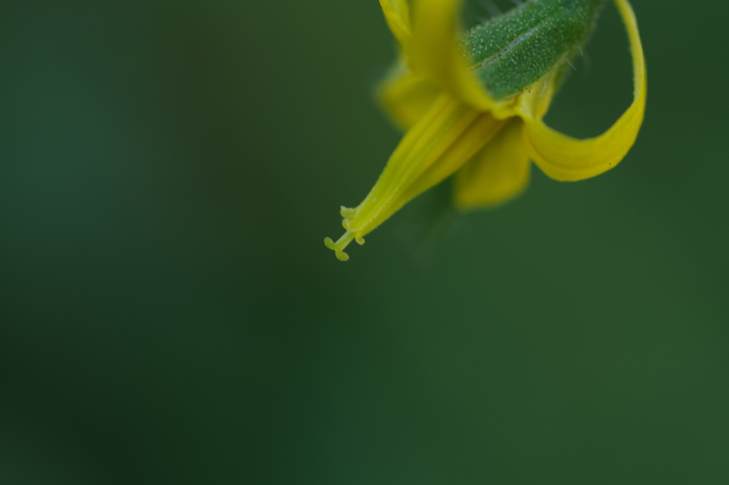 花_ミニトマト_4