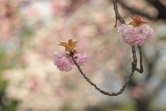 桜咲く_18　両手にポンポン